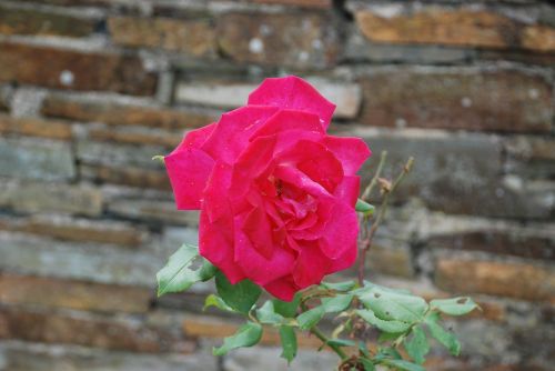 rosa rosebush flower