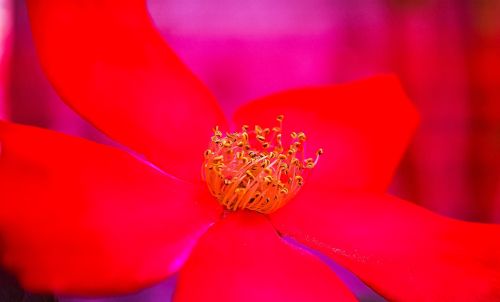rosa rossa rosehip