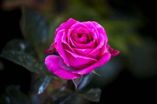 rosa flower nature