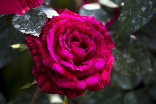 rosa purple flower ornamental flower