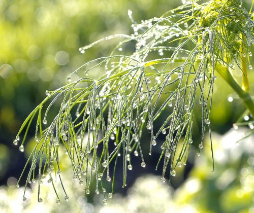 rosa dill morning