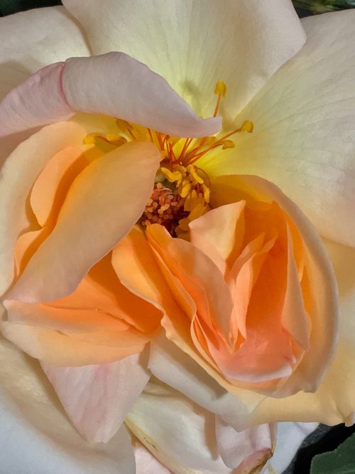 rosa pistils flower