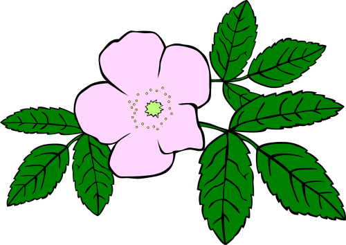 rosa rose purple