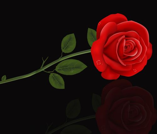 rosa romantic flower