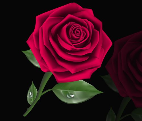 rosa flower love