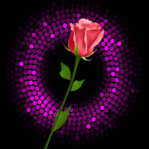 rosa black background flash