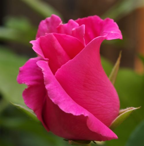 rosa rose pink rose