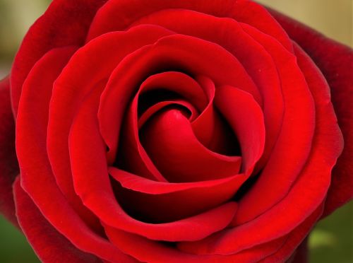 rosa red rose rose