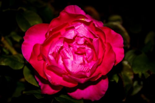 rosa flower petal