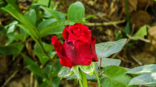 rosa  red  rosebush