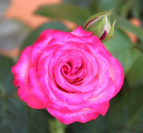 rosa  flower  petal