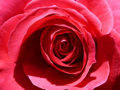rosa  petal  detail