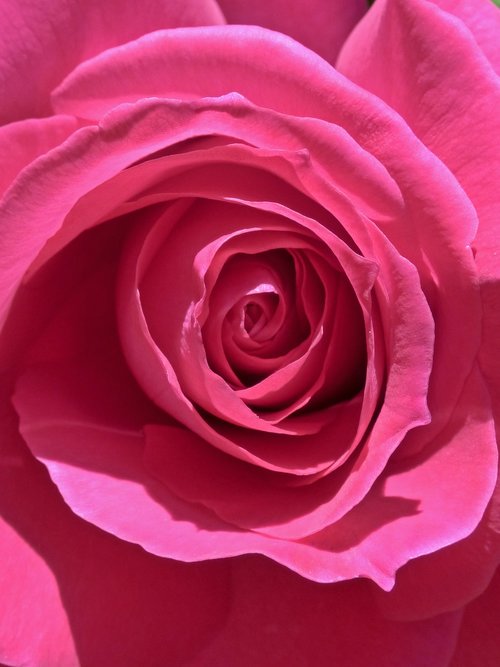 rosa  petal  background