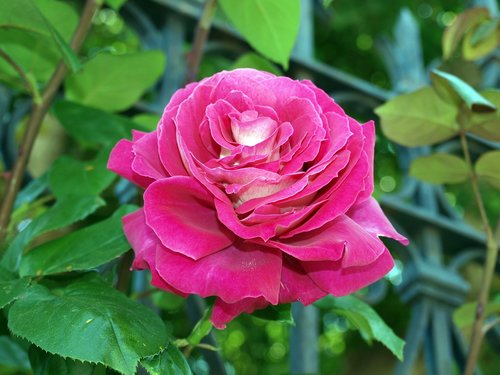 rosa  flower  plant