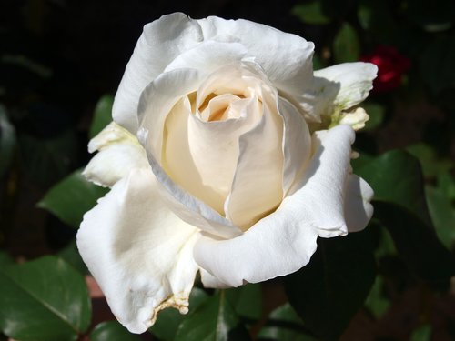 rosa  petal  white rose