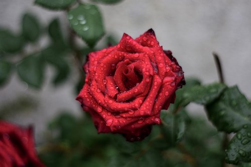 rosa  flower  plant