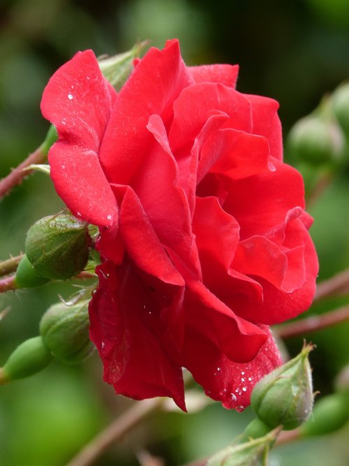 rosa  flower  red rose