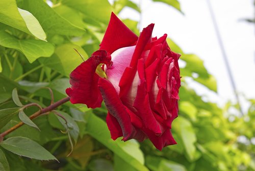 rosa  garden  pink petals