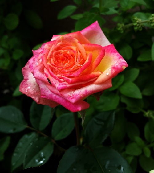 rosa  pink wet  flower