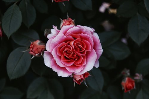 rosa  nature  leaves