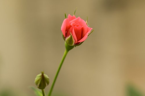rosa  bella rosa  flower