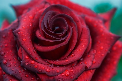 rosa  beautiful rose  flower