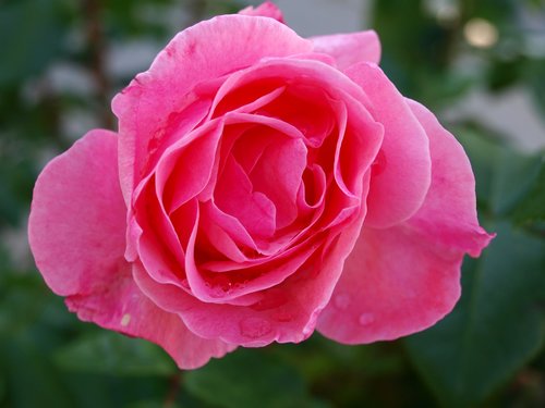 rosa  rocio  petals