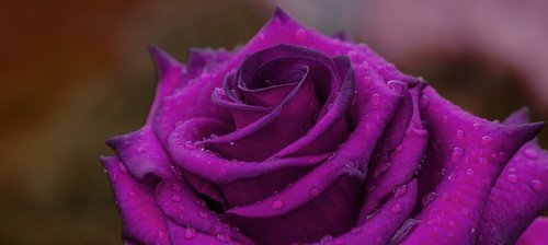 rosa  flower  romantic