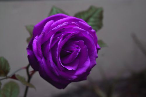 rosa  lilac  flower