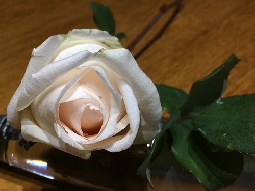rosa  white petals  flower