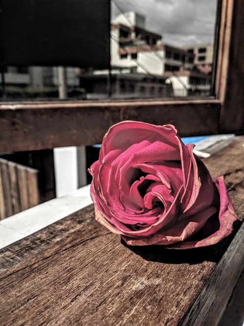 rosa  vintage  rose