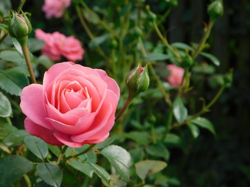 rosa  flower  nature