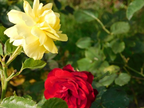 rosa  yellow  red