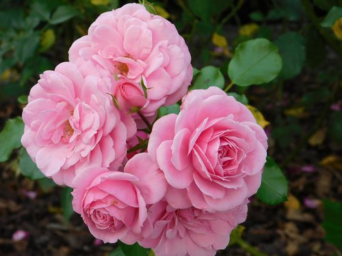 rosa  flower  nature