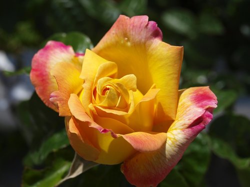 rosa  yellow rose  flowers