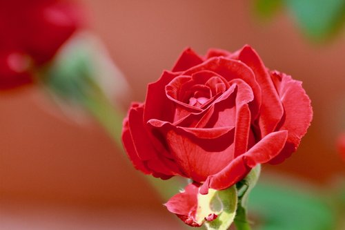 rosa  flower  love