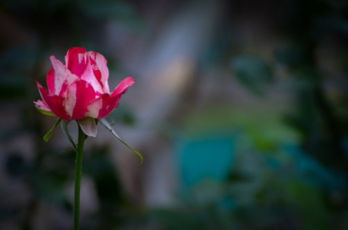 rosa  flowers  guatemala