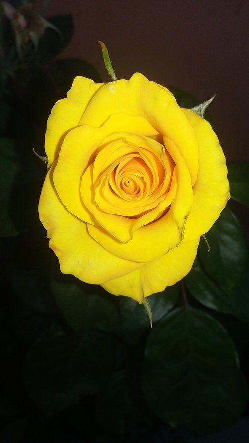 rosa  flowers  yellow