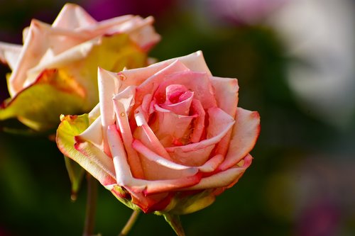 rosa  foreground  nature