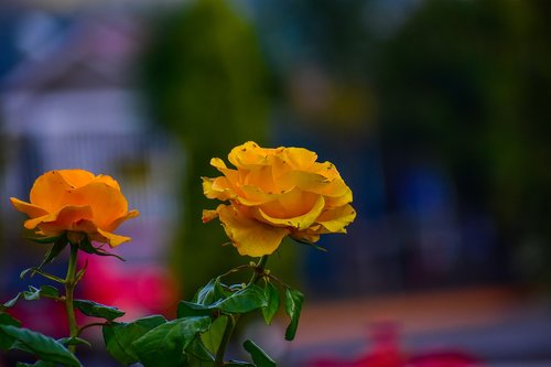 rosa  bella  flower