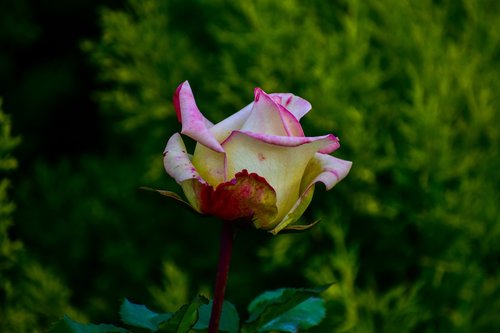 rosa  flower  bella