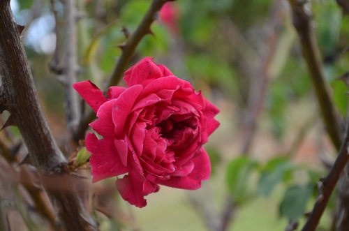 rosa  garden  saw the vine