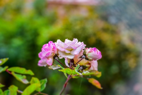 rosa  bella  flower