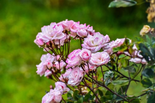 rosa  bella  flower
