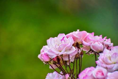 rosa  bella  flower