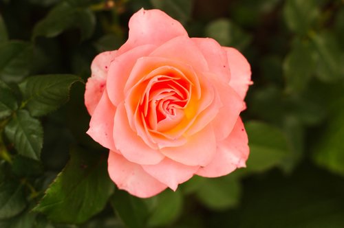 rosa  flowers  flower