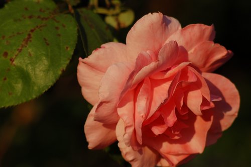rosa  rose  flower