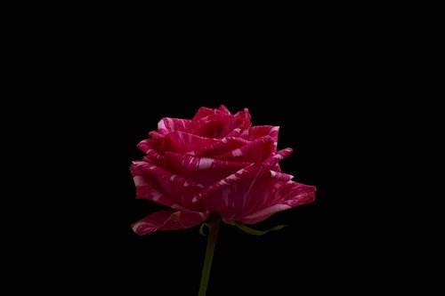 rosa  pretty  flower