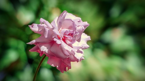 rosa  flower  flora