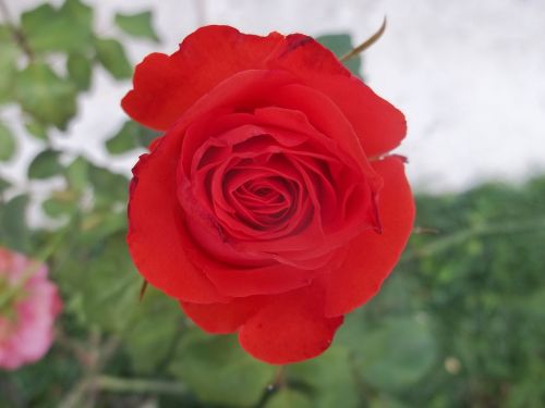 rosa red flower